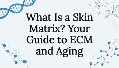 What Is a Skin Matrix? Your Guide to ECM and Aging